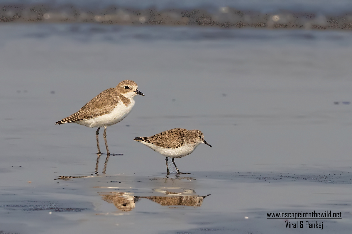 Little Stint